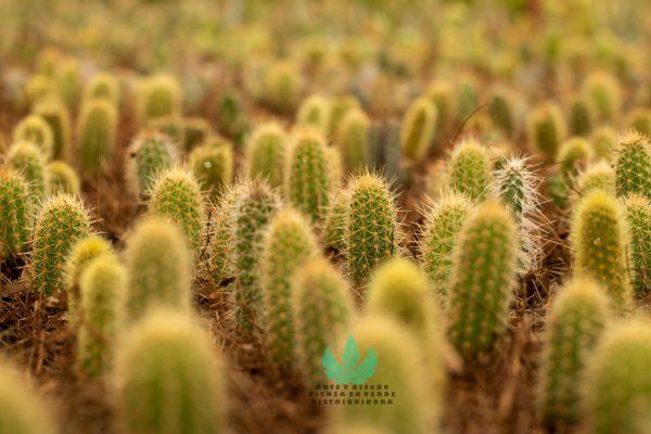 Cactus vela