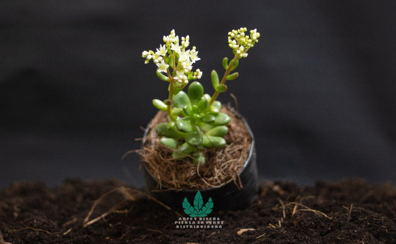 Siempreviva mini (Caja con 12 piezas) - Venta de plantas por mayoreo Arte y  Diseño Piensa en Verde Distribuidora